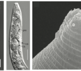Did you know… about worms surviving in permafrost for at least 46000 years?