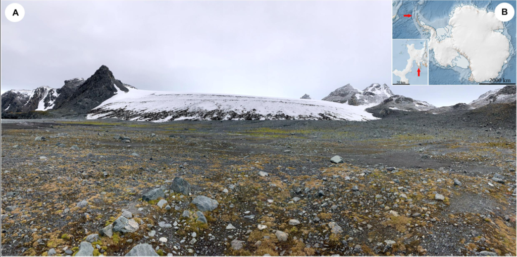 A photo pf a rocky land with an ice mass in the background. The land has brownish plants.
