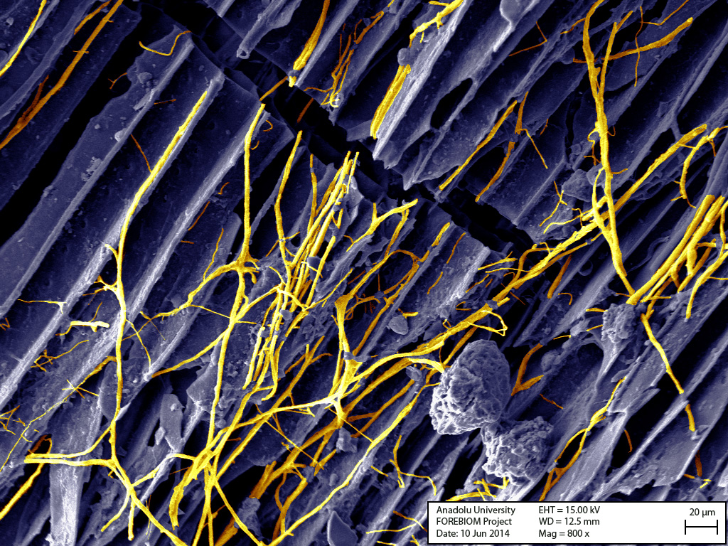 Over time, biochar particles are fully integrated into the soil system and act as a reservoir for nutrients and water as shown here by intensive occurrence of mycorrhizal hyphae (orange structures). This SEM illustration shows charcoal which was found in a spruce-dominated forest soil in the northern part of Austria and likely origins from the previously common silvicultural practice of slash burning. The age of the charcoal shown here is around 110 years, and it still shows no signs of decomposition, therefore impressively demonstrating its capabilities of securely sequestering carbon. Source: Bruckman, V.J. and Klinglmüller, M. (2014): Potentials to mitigate climate change using biochar – the Austrian perspective. IUFRO Occasional Papers (27) 1-19.