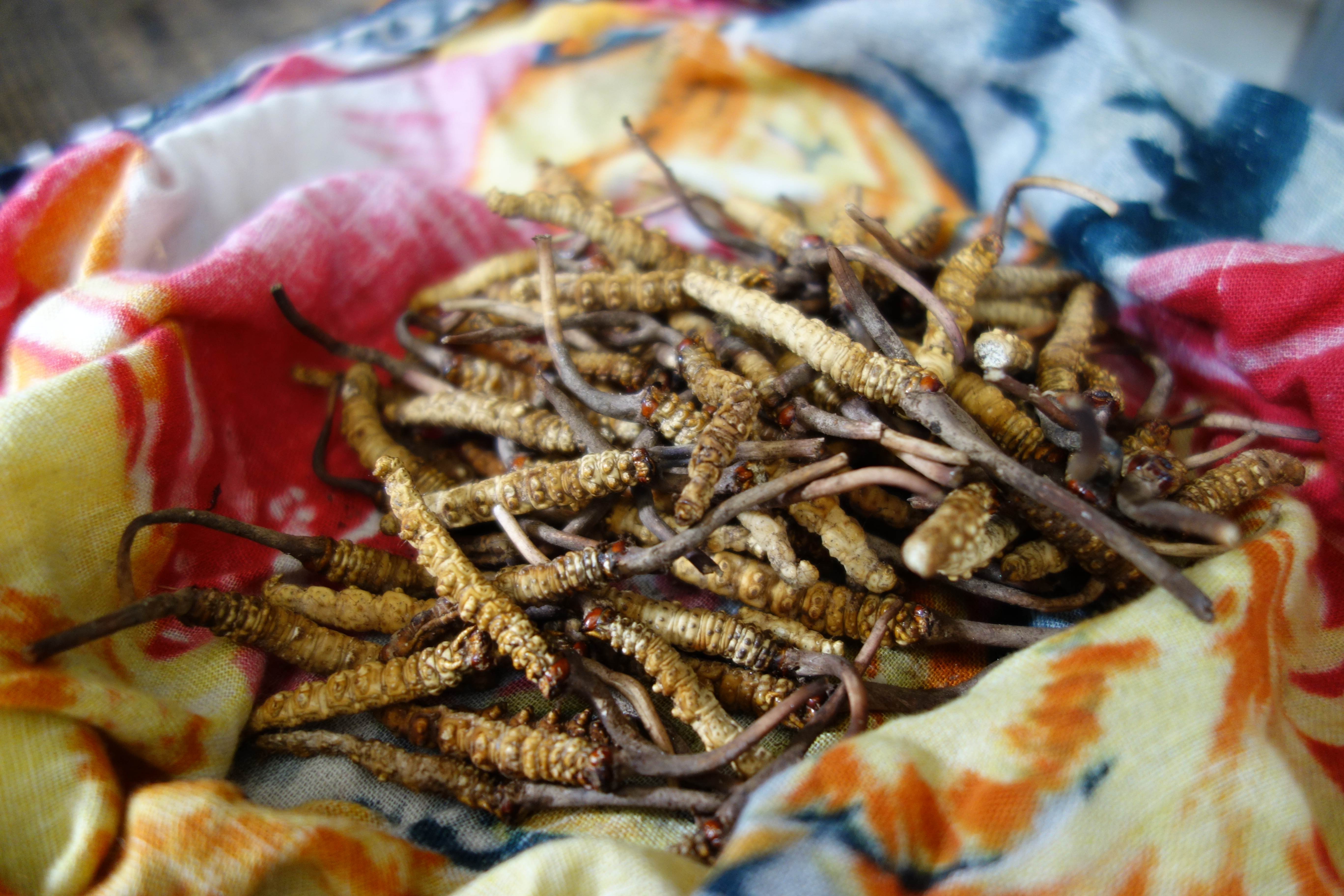 Freshly collected Yartsa Gunbu (Ophiocordyceps sinensis) may provide between 30 and up to 70% of the annual family income (by Dr. Viktor Bruckman).