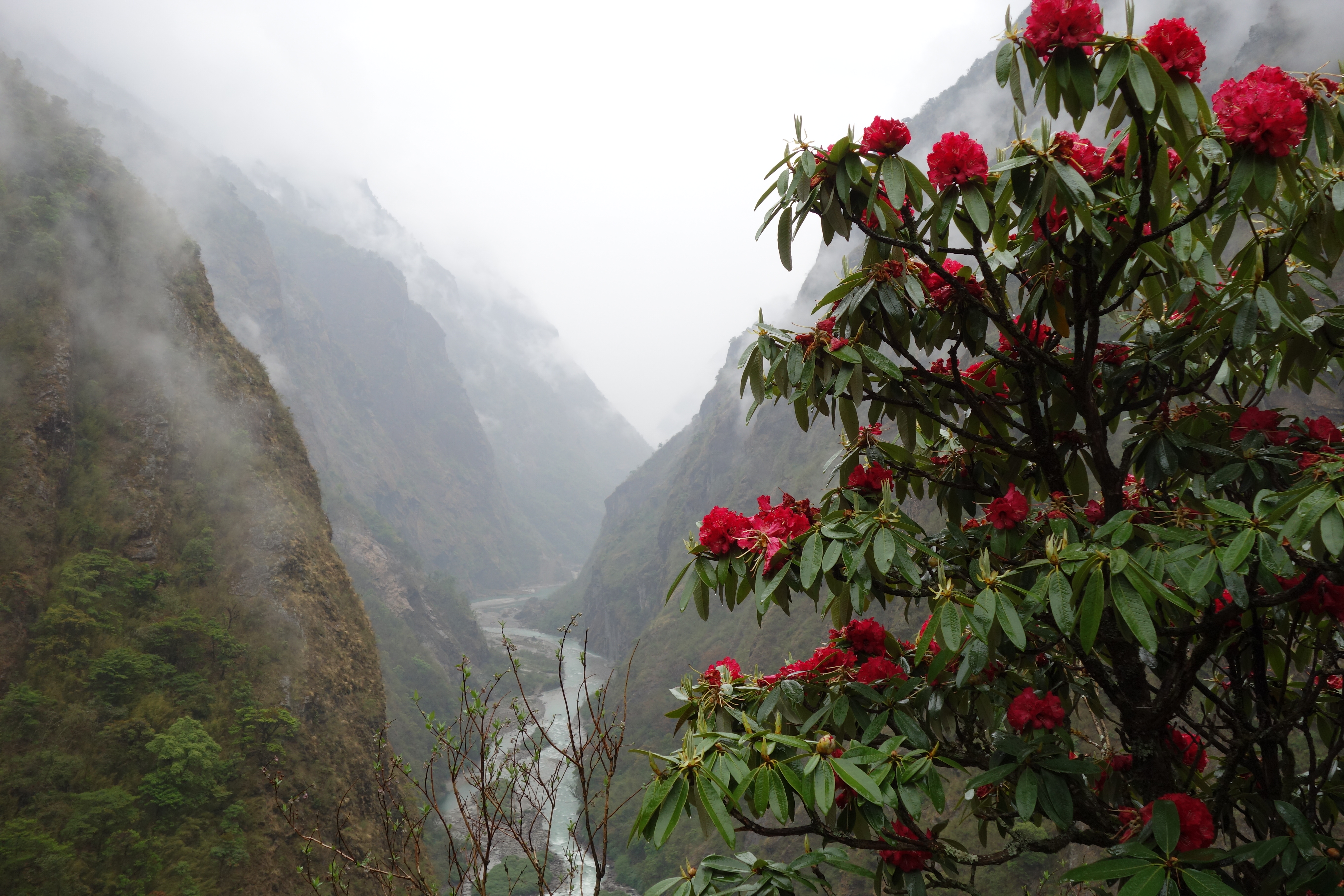 A view towards Lamabagar (downstream) after approx. two hours of hiking. Rhododendron arboretum is in full bloom, making the hike a wonderful experience despite the weather conditions (by Dr. Viktor Bruckman)