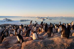 A group of penguins huddling together on the rocky and icy sea side.
