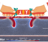 Dual inward dipping subduction: A Christmas Cracker Model