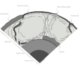 A journey to the centre of plate tectonics and mantle convection