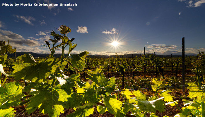 Volcanoes and Wines, Part 2