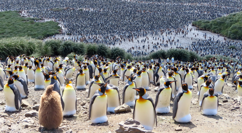 Five hundred miles from civilisation: Exploring active volcanism in the South Sandwich Islands