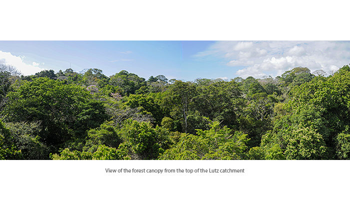 The Lutz Creek watershed of Barro Colorado Island, Panama