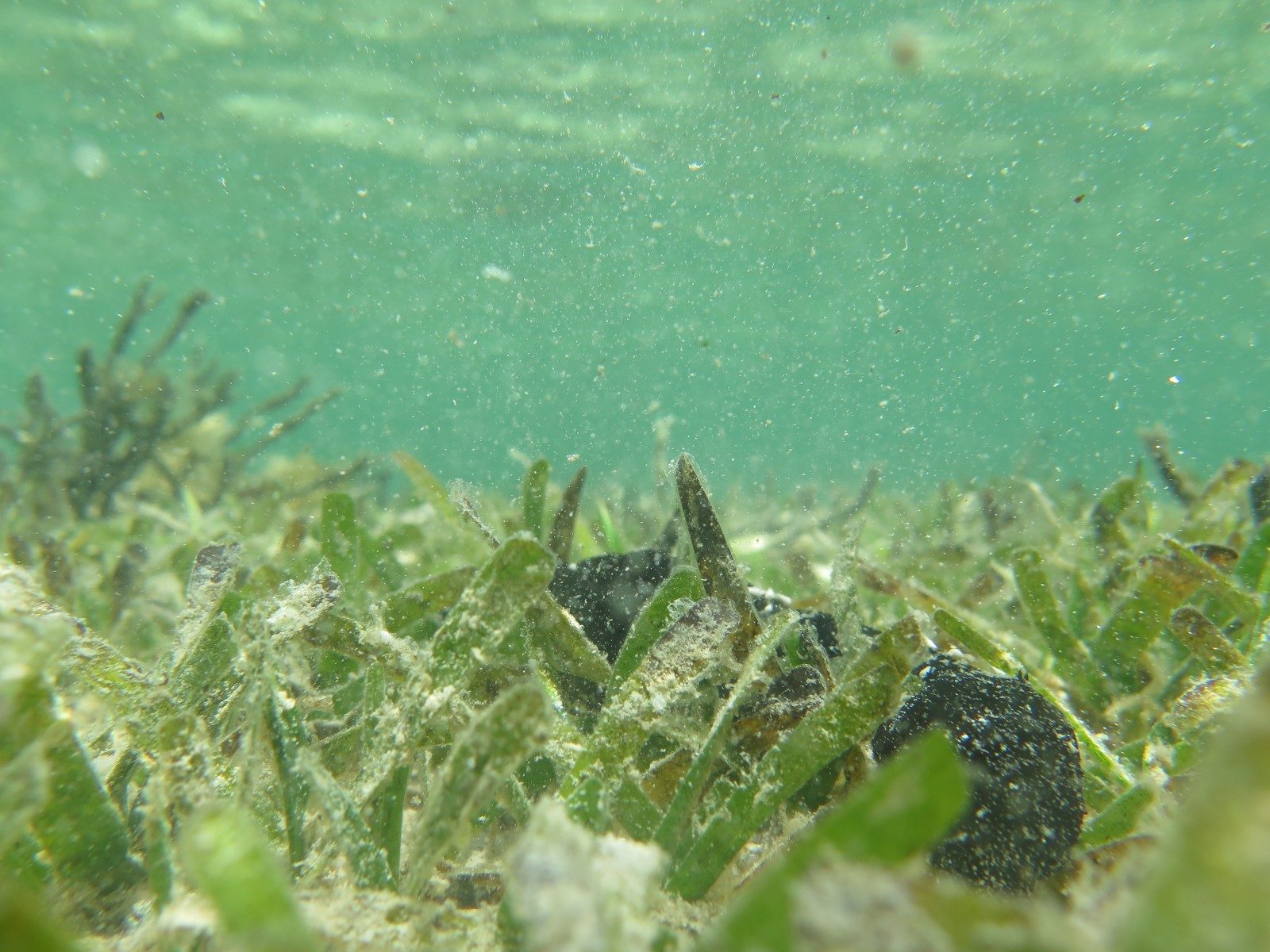 Another (surprising) brick in the wall:  how seagrass protects coastlines against erosion.