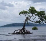 How is earthquake-driven sea-level rise changing our coasts?