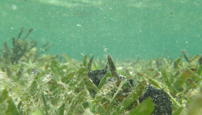 Another (surprising) brick in the wall:  how seagrass protects coastlines against erosion.