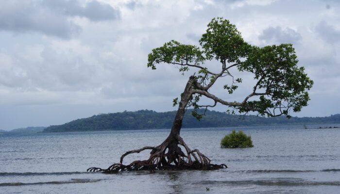 How is earthquake-driven sea-level rise changing our coasts?