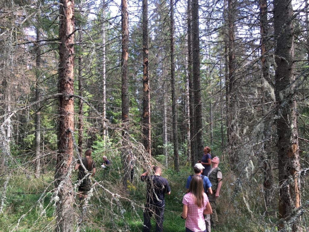 Forests in danger: not only fires!