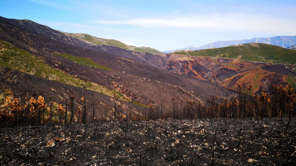 Mitigating Soil Erosion After Wildfires