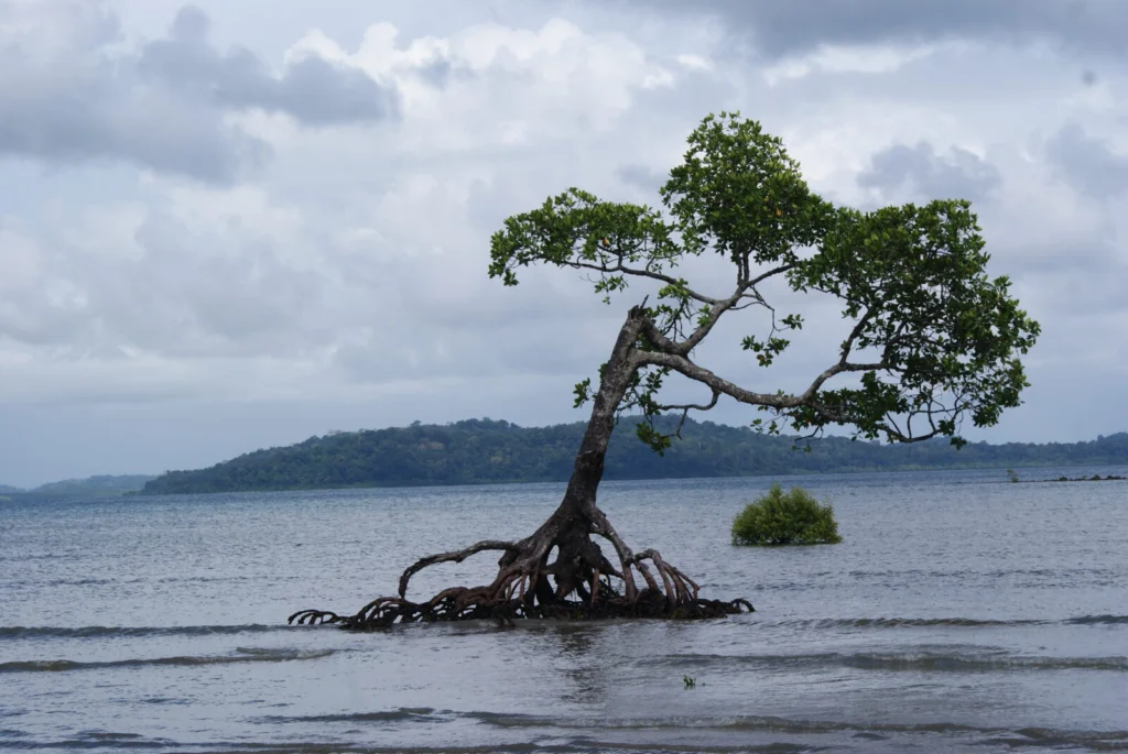How is earthquake-driven sea-level rise changing our coasts?