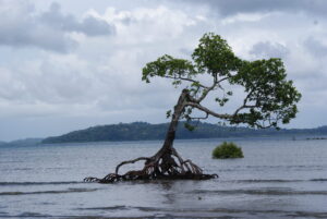 How is earthquake-driven sea-level rise changing our coasts?