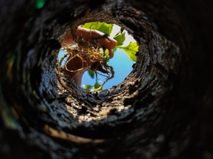Is planting trees a feasible large-scale solution to mitigate climate change?