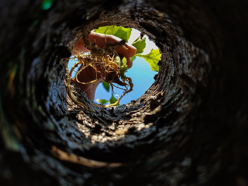 Is planting trees a feasible large-scale solution to mitigate climate change?