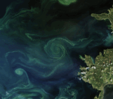 Monitoring the Ocean’s Green Pulse: A New Global Dataset for Phytoplankton Phenology