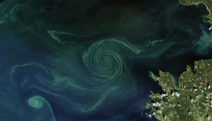 Monitoring the Ocean’s Green Pulse: A New Global Dataset for Phytoplankton Phenology
