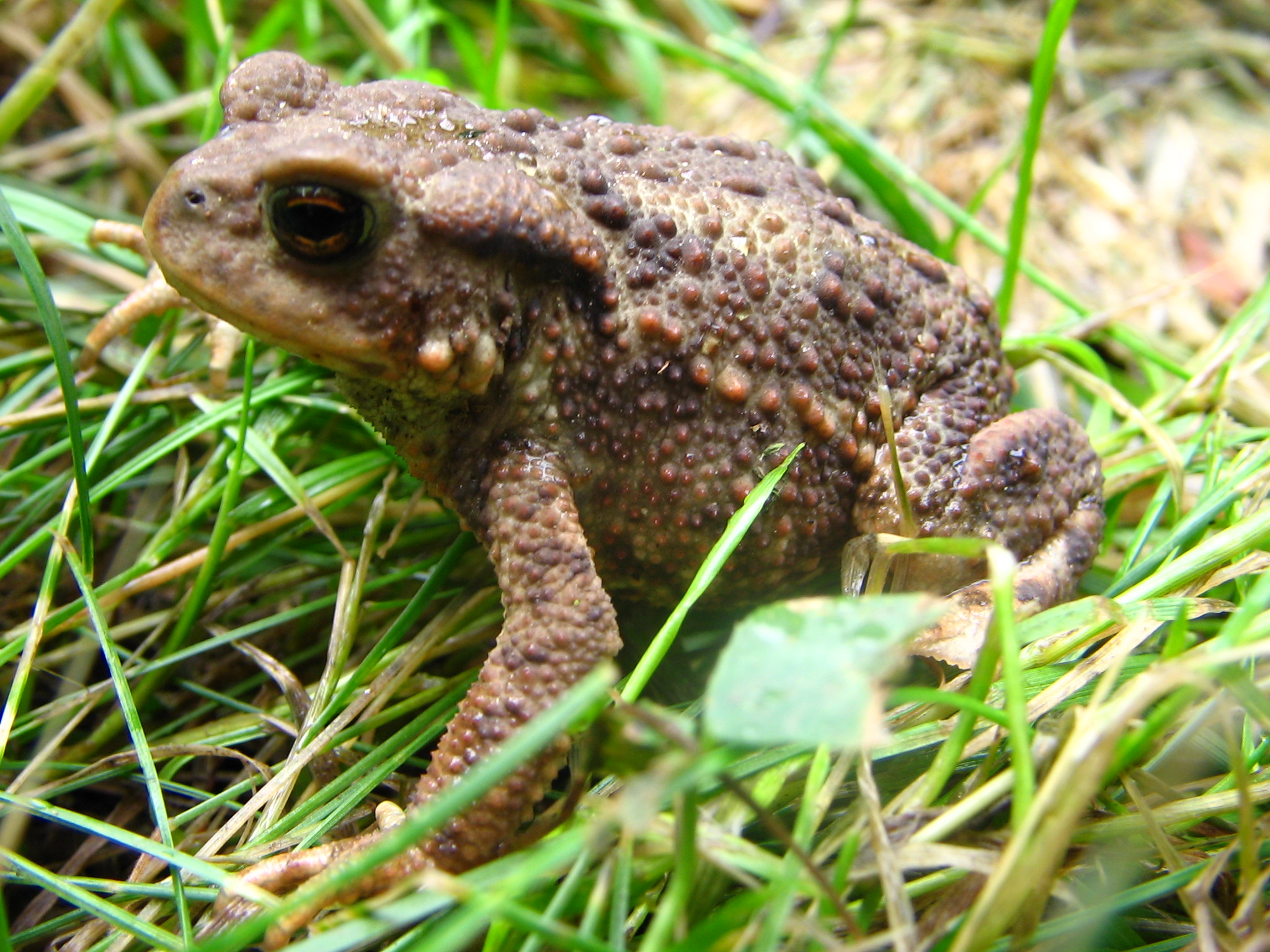 Bufo Bufo toad