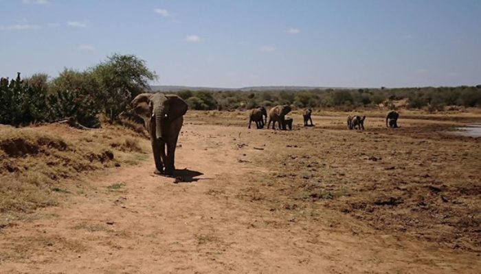 Vibrant ecosystems: Of rumbling elephants and seismic wildlife monitoring