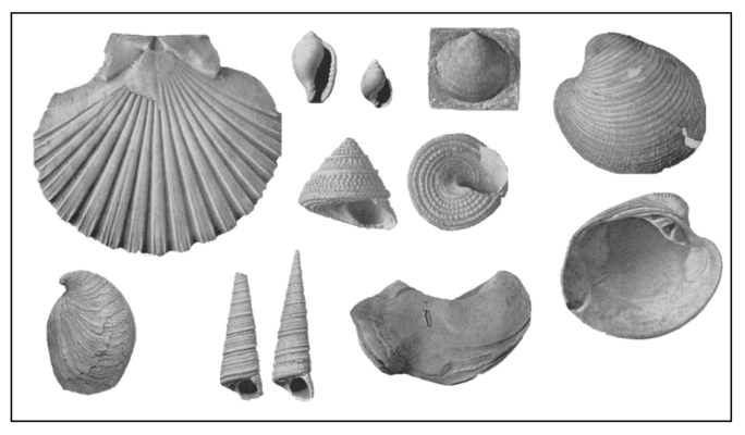 Stratigraphy, Sedimentology and Palaeontology | Fig 9.2