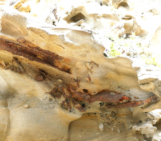 Fossilized Tree Trunks: Preservation in Continental and Marine Ancient Outcrops of Baja California