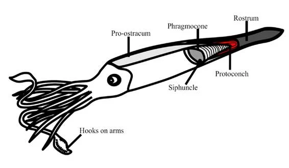 Belemnites in Mythology: From Thunderstorms to Fertility Symbols.