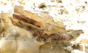 Fossilized Tree Trunks: Preservation in Continental and Marine Ancient Outcrops of Baja California