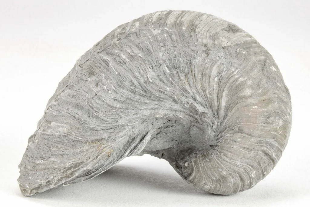The World is Your Oyster (Bed)