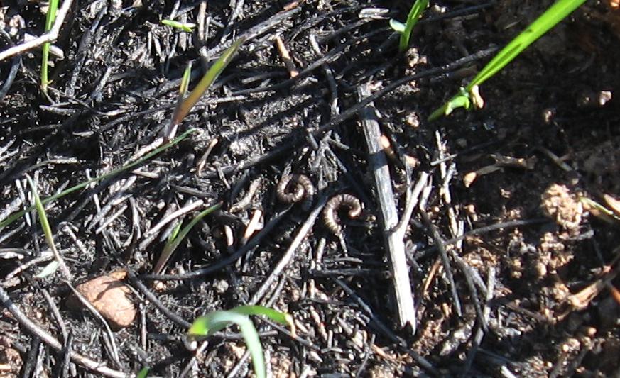 Evidence of earthworm activity in the burned plot 17 days after the fire.