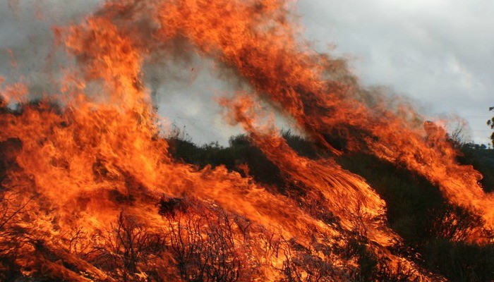 Fire and soil microorganisms: where should we focus on?