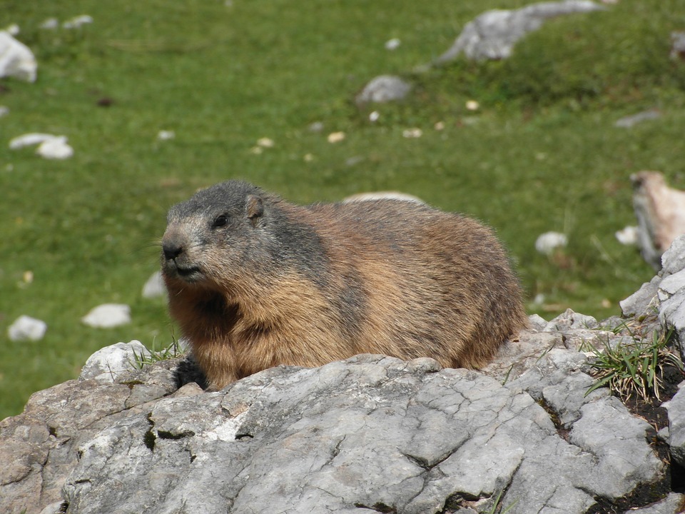 The day begins and the groundhog has a new rock to turn into soil. Public domain.