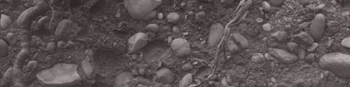 Tinted detail of a photo: Close-up of reddish brown soil packed with rounded pebbles in cream, yellow and brown, crossed by grey tree roots.