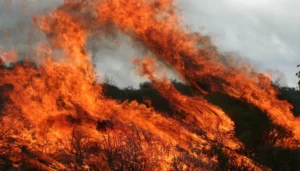 Fire and soil microorganisms: where should we focus on?