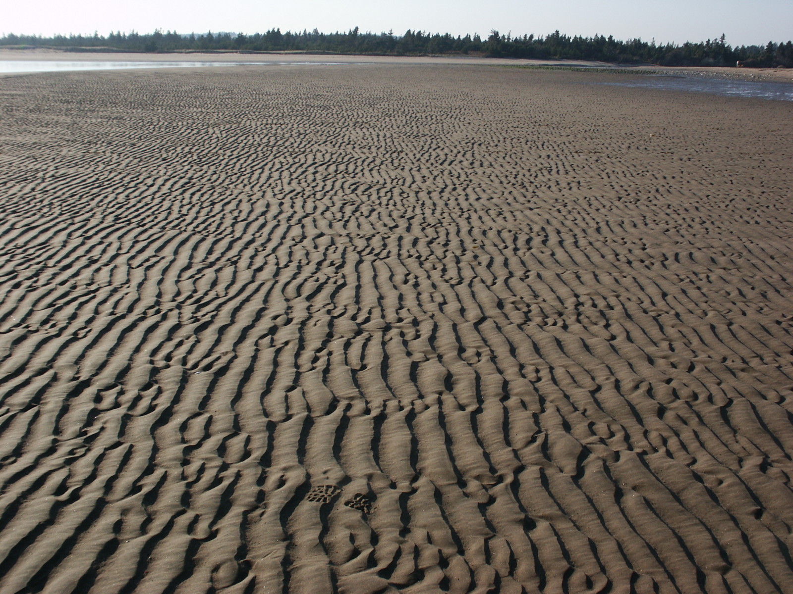 Tectonics and Structural Geology | Features from the field: Ripple Marks