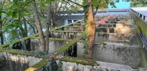 Picture: Close up of a two tree stems growing through a large concrete grid which is partly covered in moss