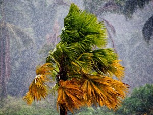 A tropical palm tree hit by heavy storm.
