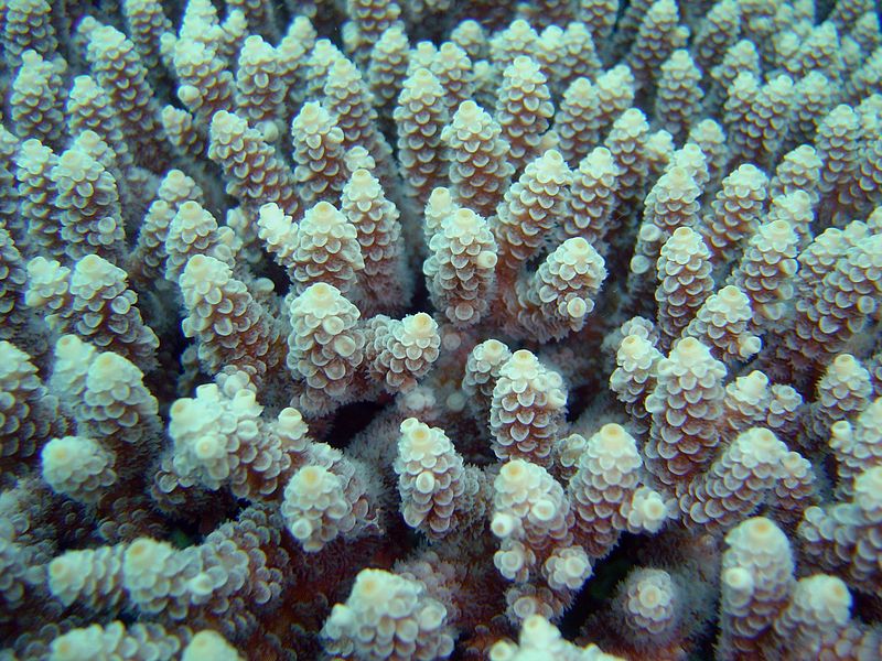 Close-up of an Acropora colony, a reef-building coral. (Credit: David Burdick/NOAA)
