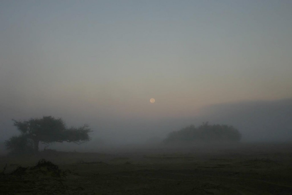 A foggy morning in the Huab River Valley (Credit: J.King)