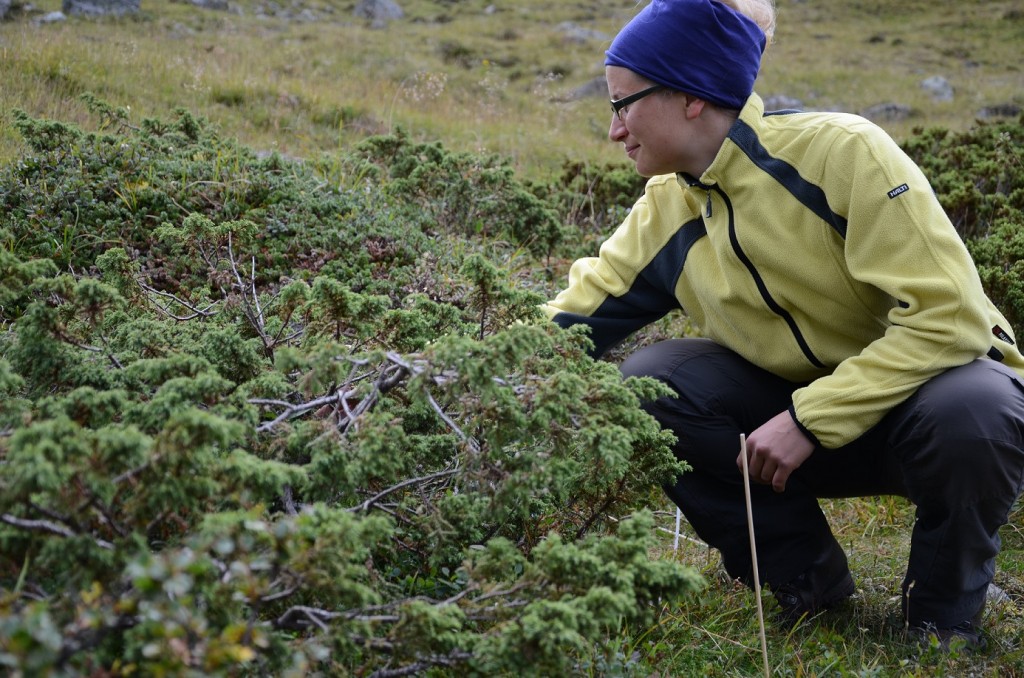Heidi Mod examines juniper on the northern slopes of Saana Fell. (Credit: Liz Kalaugher)