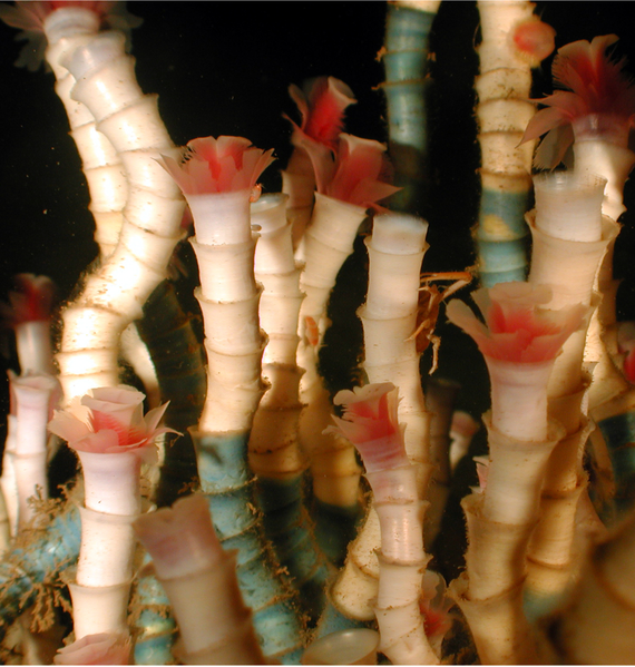 Pogonophores (Lamellibrachia luymesi) emerging from their tubes. (Credit: Charles Fisher).