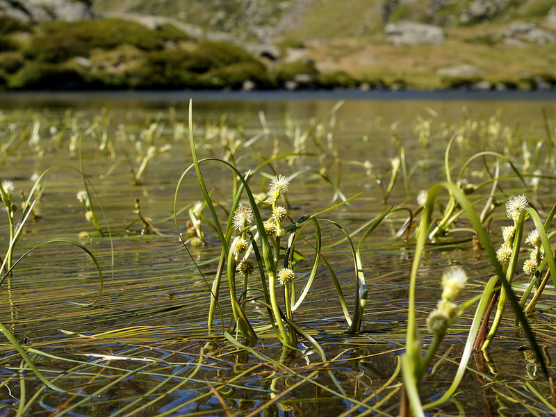 Floating bur-reed, Sparganium angustifolium, is one of the many uncommon species found in the mineral-poor waters of Rannoch Moor. (Credit: Hans Hillewaert)