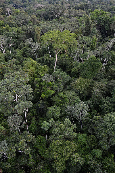 Forest canopy in Peru. (Credit: Geoff Gallice)