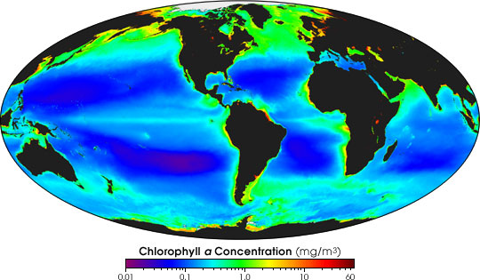 Global chlorophyll concentration: red and green areas indicate a high level or growth, whereas blue areas have much less phytoplankton. (Credit: University of Washington)
