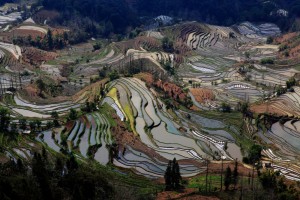 The fields in the image are farmed on seemingly vertical hillsides, terrace their fields nearly to the top of every available mountain, and plough by hand or with a draft animal. Terraces, by Cheng Su, distributed via Imaggeo. 