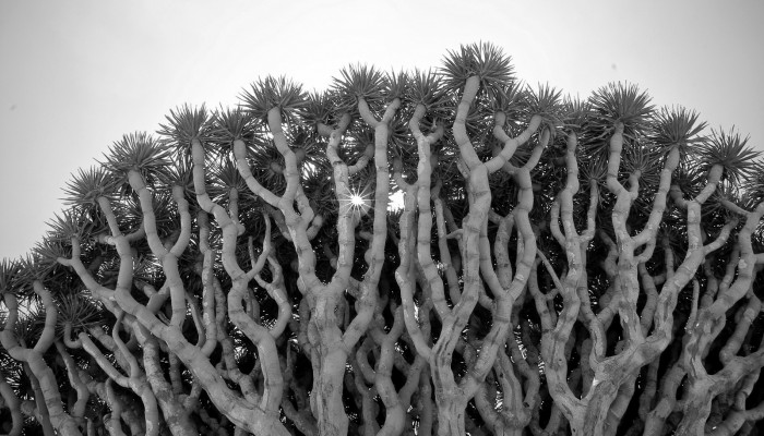 Imaggeo on Mondays: Dragon Blood Tree