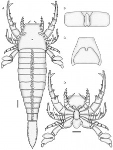 Reconstruction: Scientific reconstruction of Pentecopterus. A, Dorsal view of a complete specimen. B, Genital segment. C, Ventral view of headshield. The semi-circular area is where the appendages would have inserted. D, Ventral view of prosoma with appendages in place. Scale 10cm.