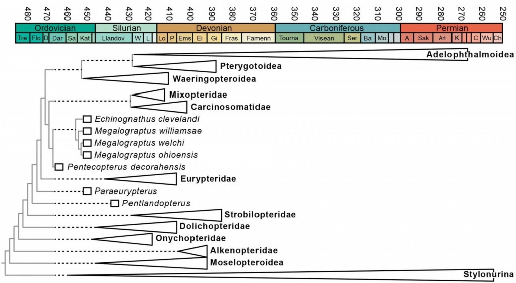 Results of the phylogenetic analysis plotted as an evolutionary tree. All of the branches of the tree leading to Pentecopterus must have occurred before we see our first Pentecopterus specimen (solid box). We can therefore infer ‘ghost ranges’ (dashed lines) for many eurypterid species and groups, where we believe they existed, but haven’t found fossils yet. Examination of rocks within the ghost ranges may yield new finds.