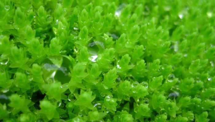 Imaggeo on Mondays: Emerald Moss